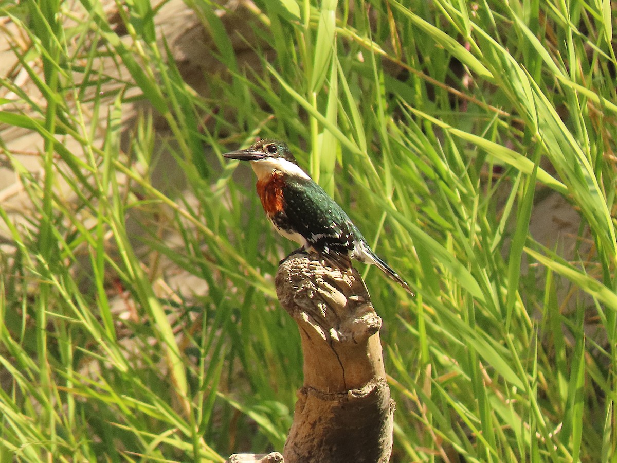 Green Kingfisher - ML627676026