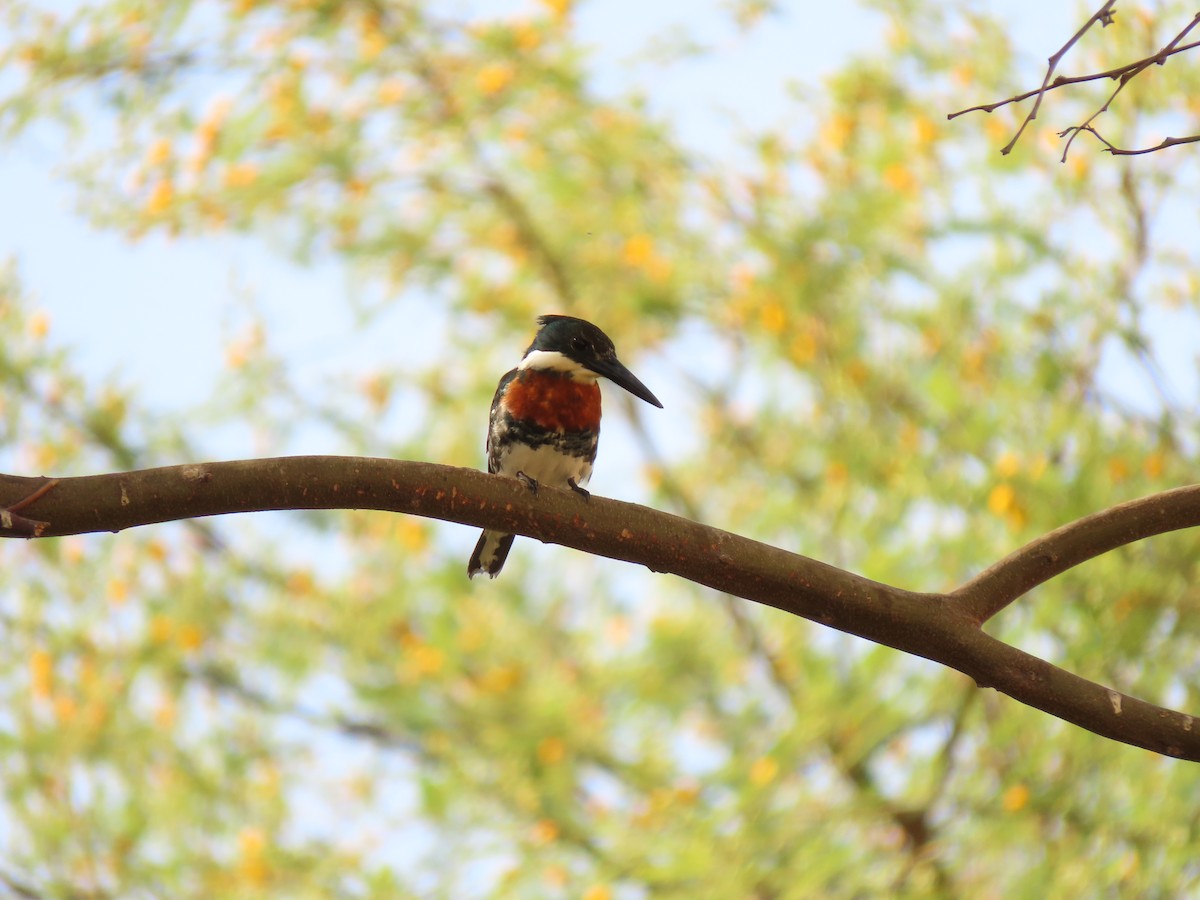 Green Kingfisher - ML627676028