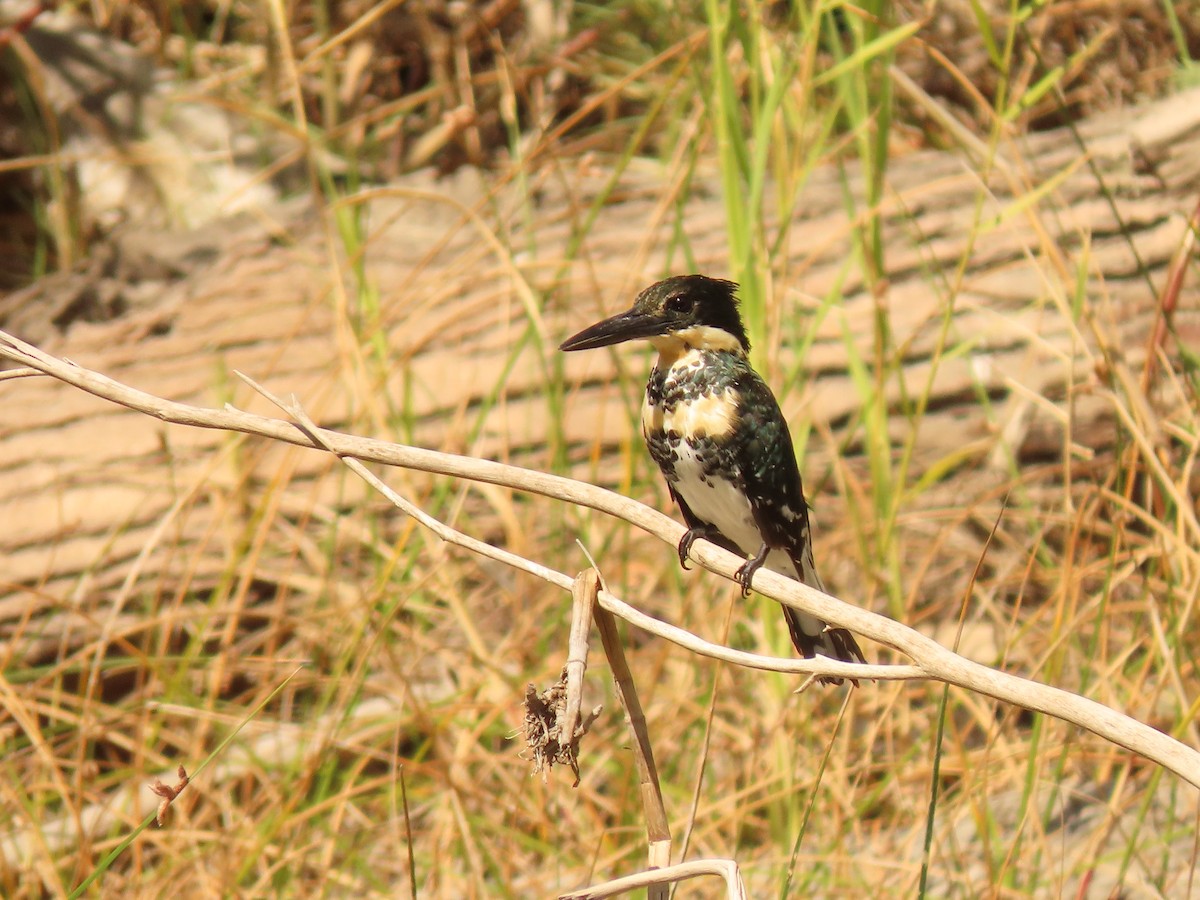 Green Kingfisher - ML627676030