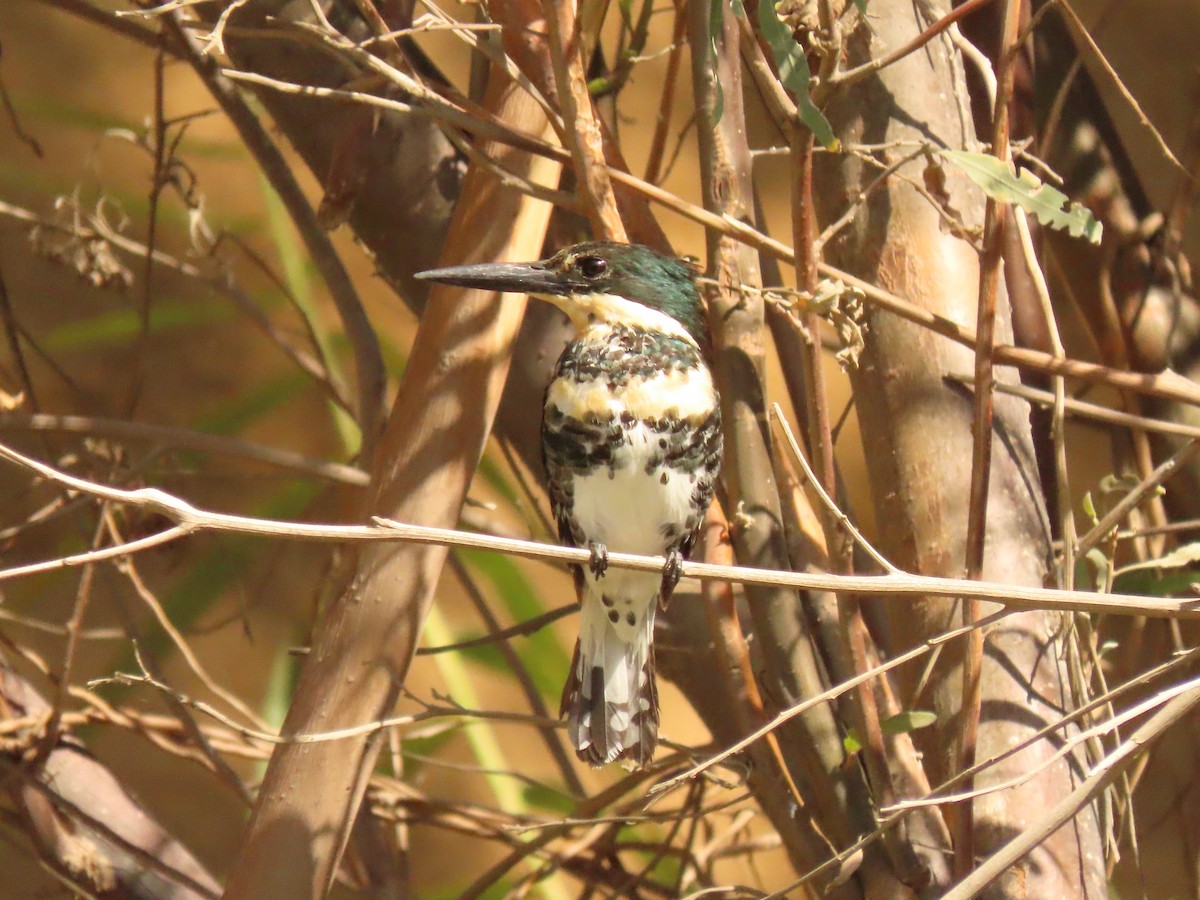 Green Kingfisher - ML627676031