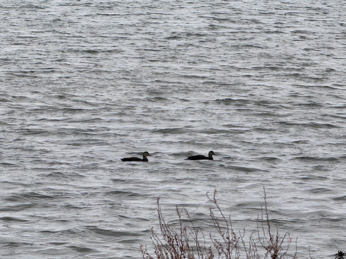 American Black Duck - ML627676032