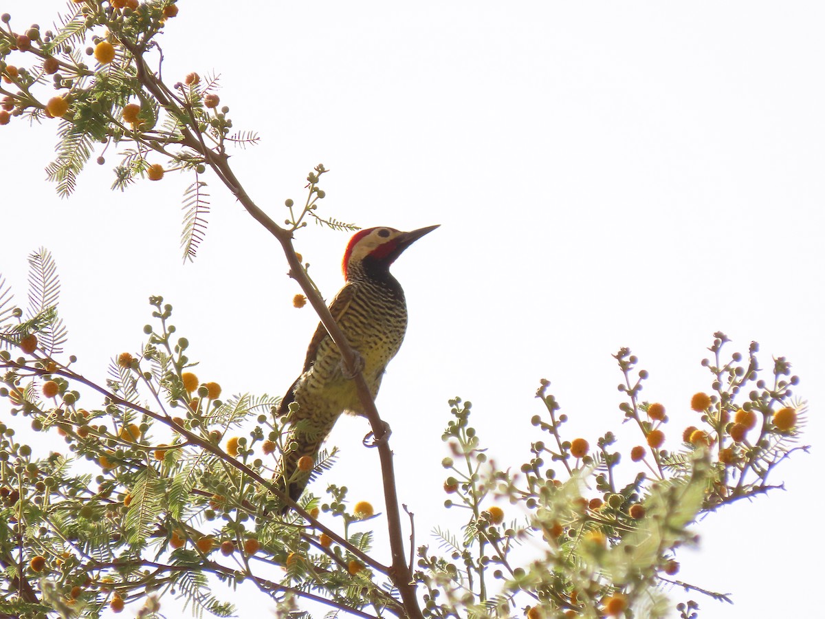 Black-necked Woodpecker - ML627676083