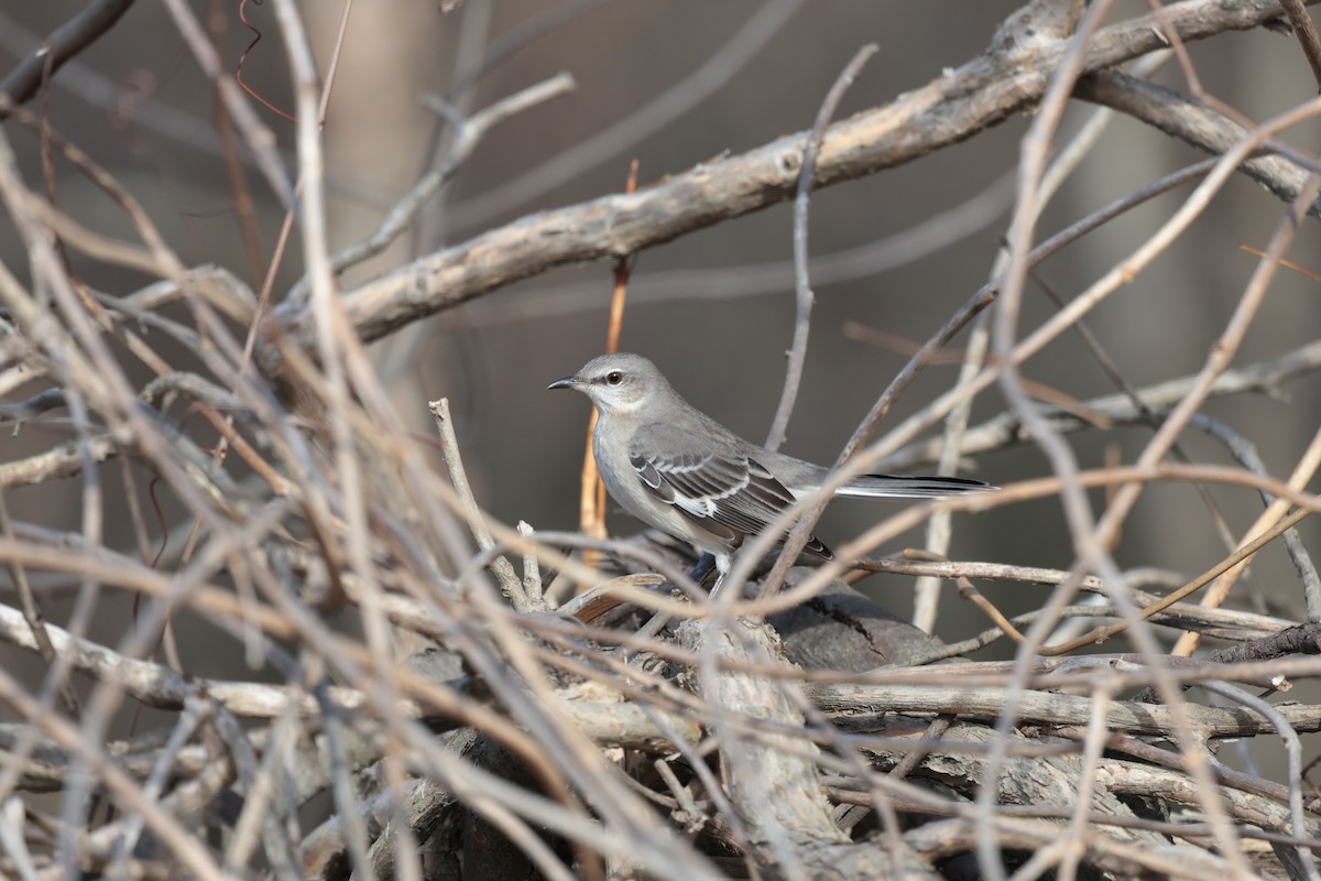 Northern Mockingbird - ML627676085