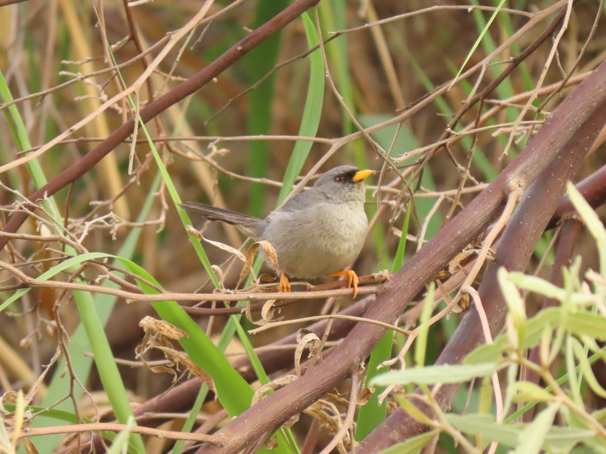 Slender-billed Finch - ML627676101