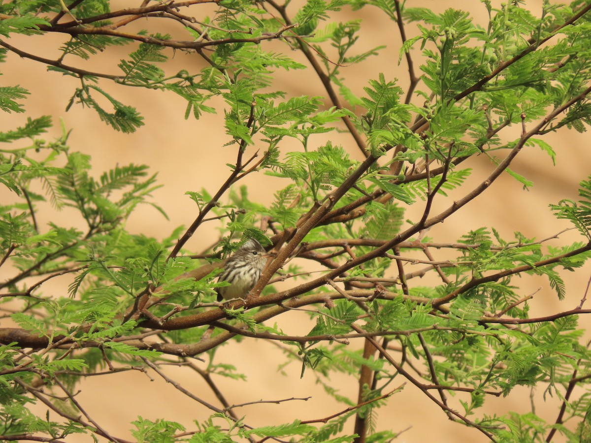 Pied-crested Tit-Tyrant - ML627676115