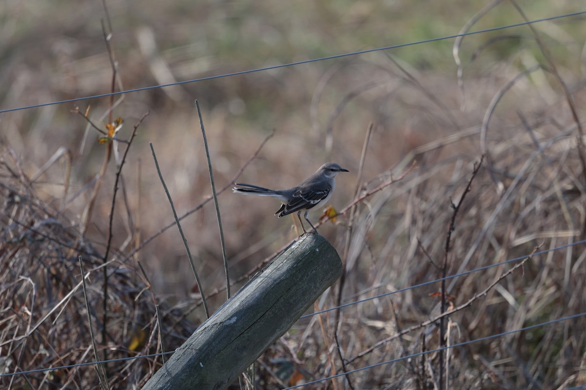 Northern Mockingbird - ML627676150