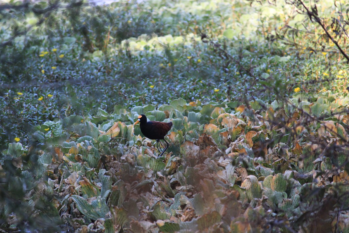 Northern Jacana - ML627676164