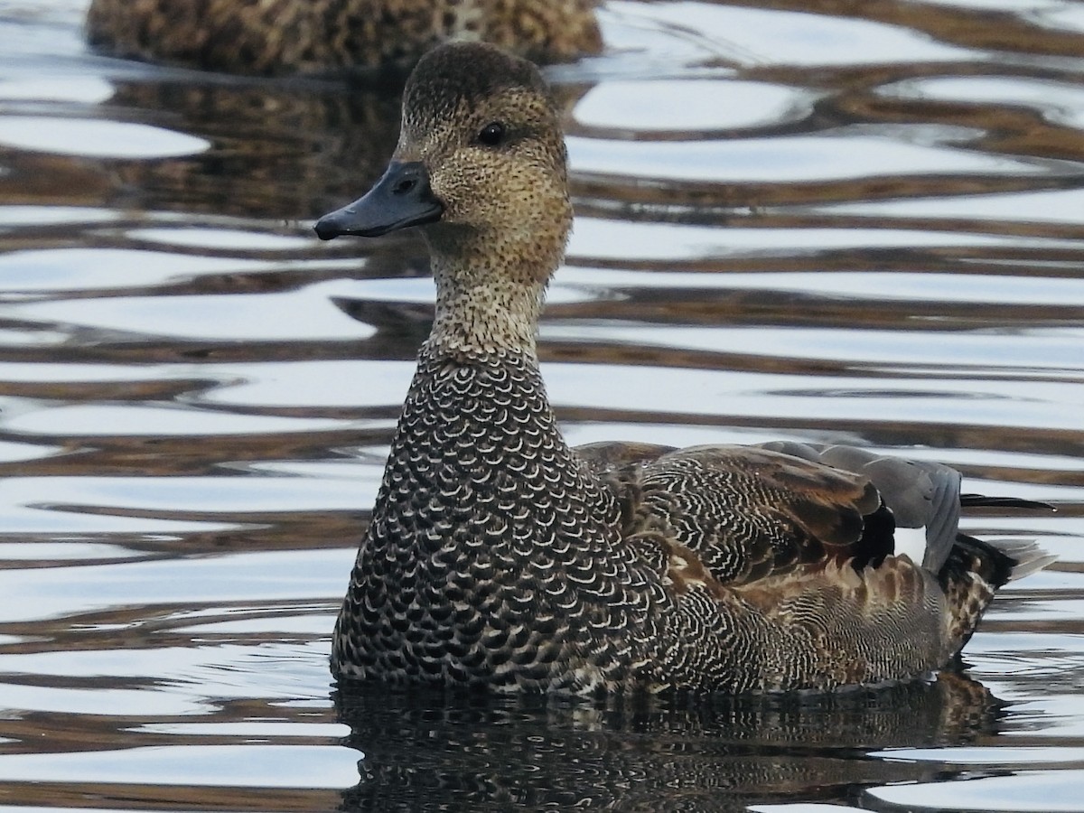 Gadwall - ML627676170