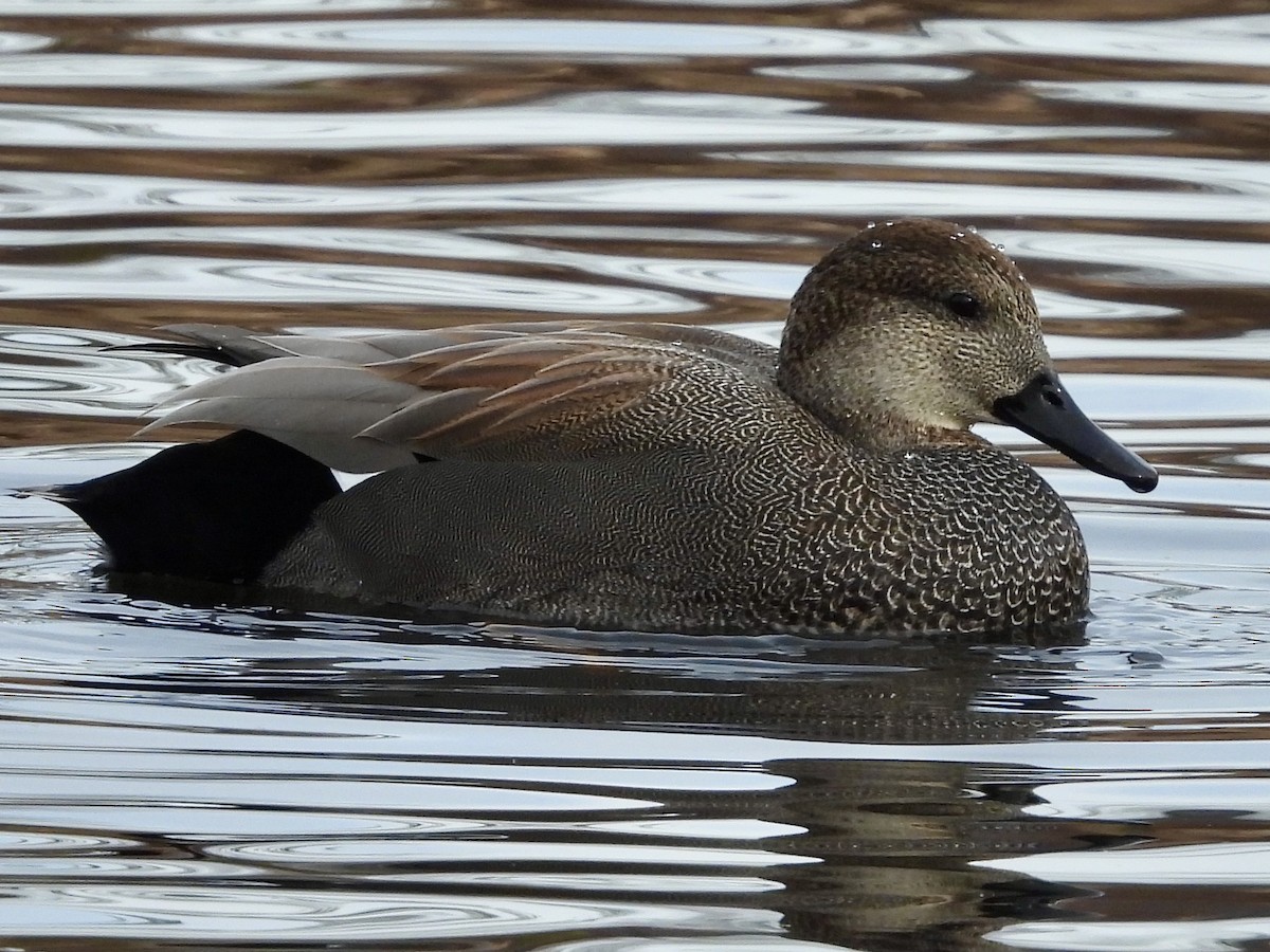 Gadwall - ML627676171