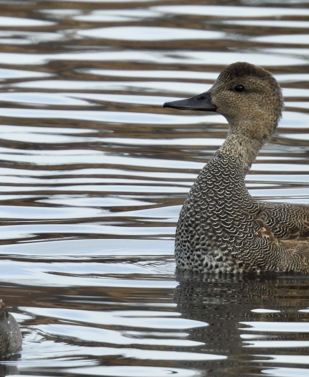 Gadwall - ML627676172