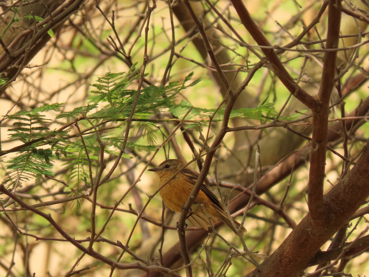 Rufescent Flycatcher - ML627676181