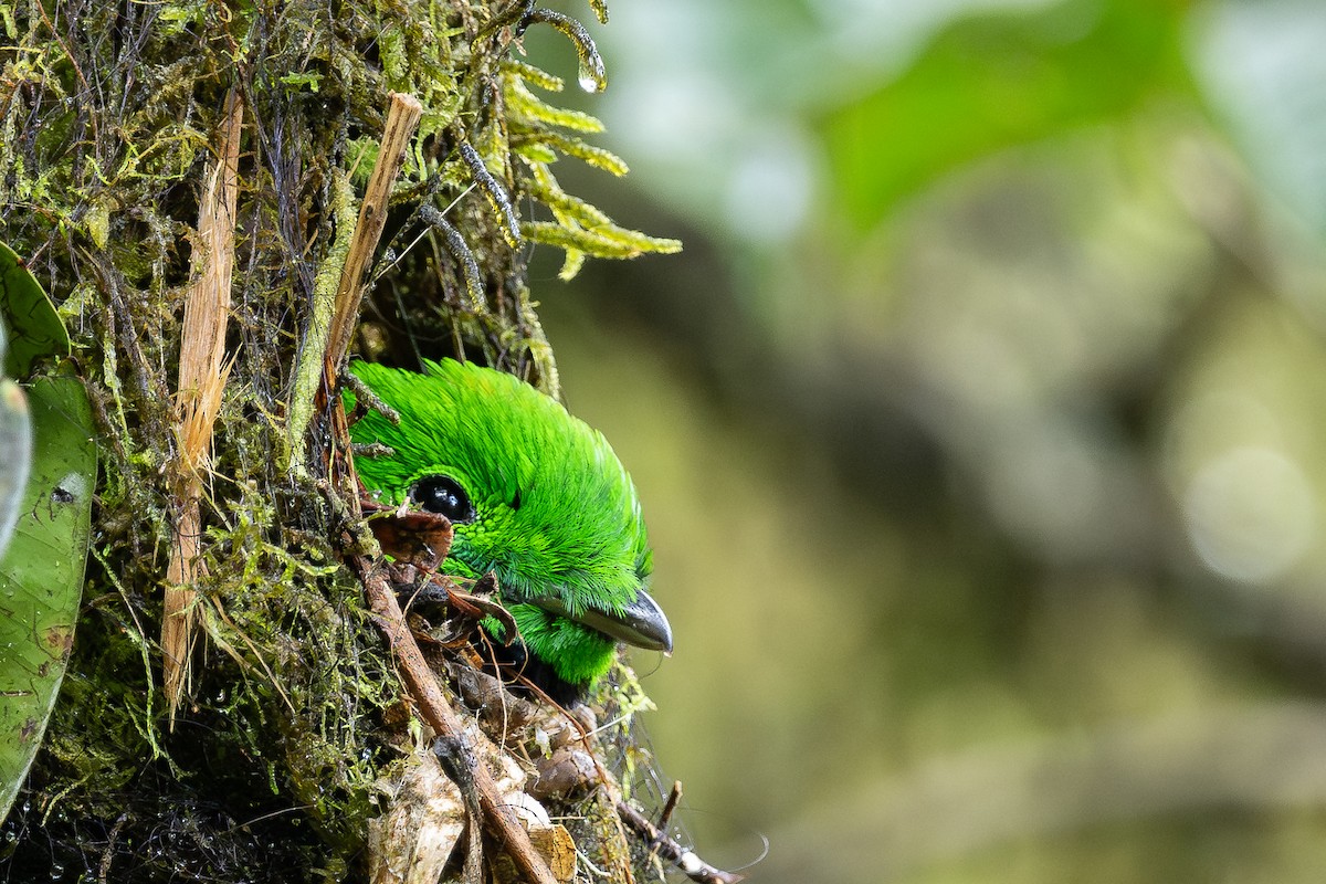 Whitehead's Broadbill - ML627676197