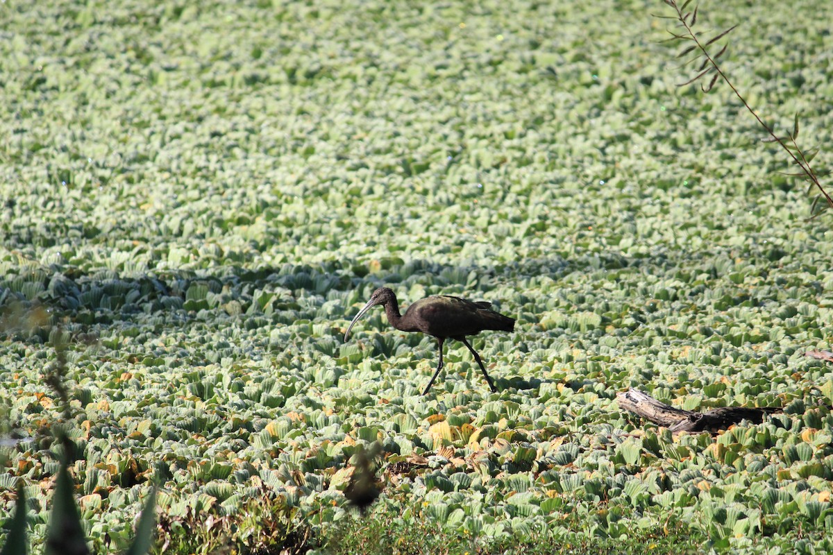 White-faced Ibis - ML627676229