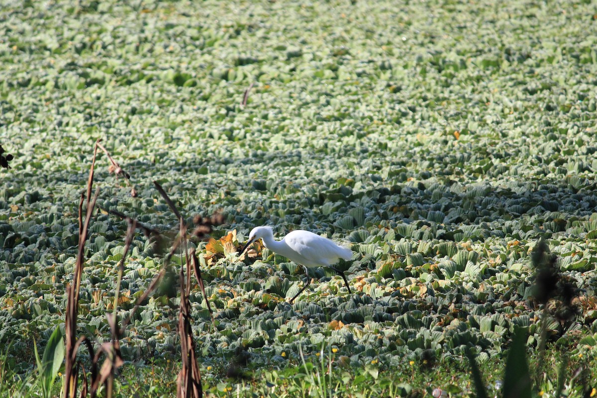 Snowy Egret - ML627676261