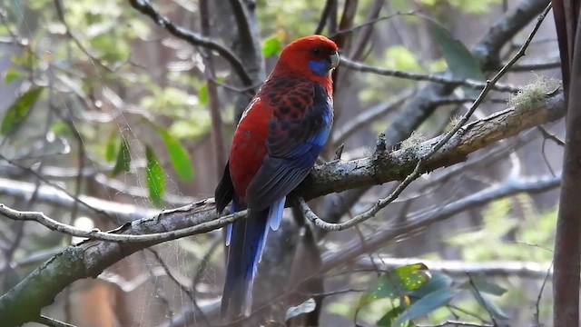 Crimson Rosella - ML627676268