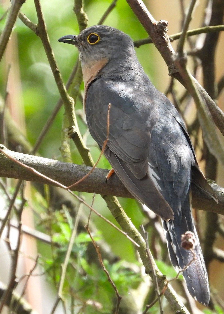 Fan-tailed Cuckoo - ML627676274