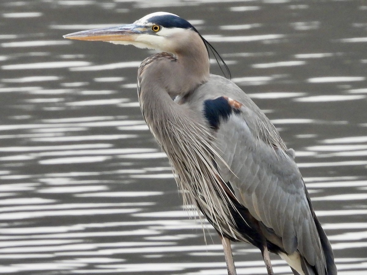 Great Blue Heron - ML627676290