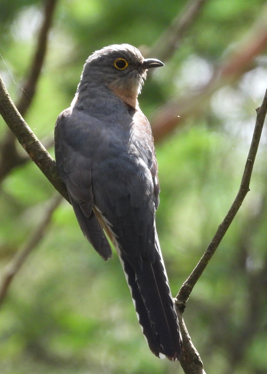 Fan-tailed Cuckoo - ML627676295