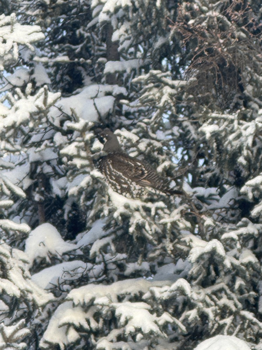 Spruce Grouse - ML627676305