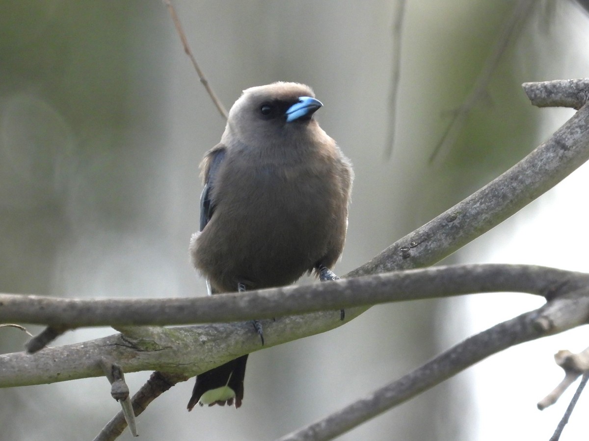 Dusky Woodswallow - ML627676355