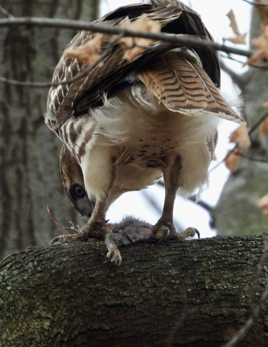 Red-tailed Hawk - ML627676426