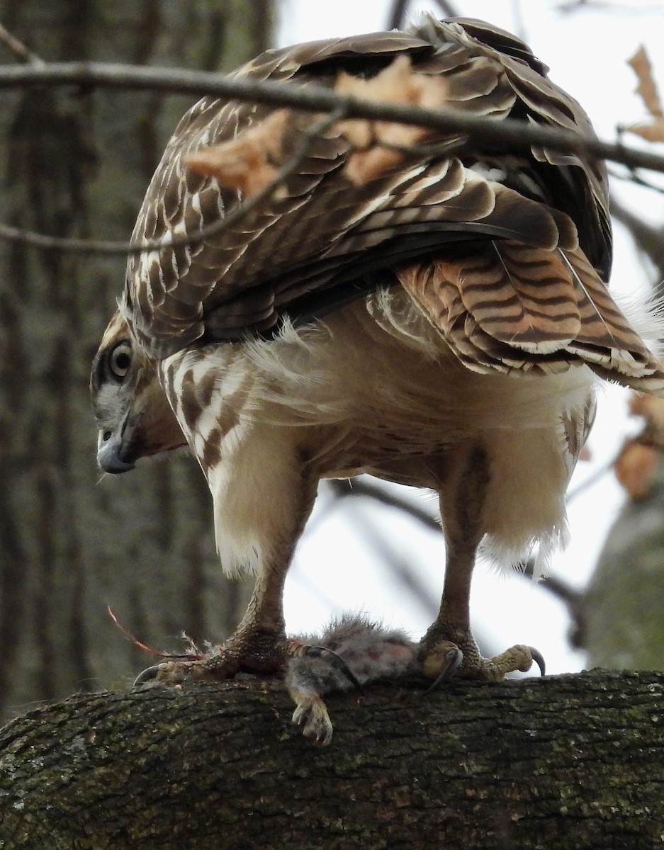 Red-tailed Hawk - ML627676427