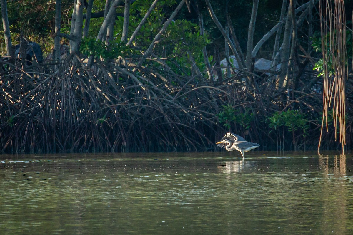 Great Blue Heron - ML627676431