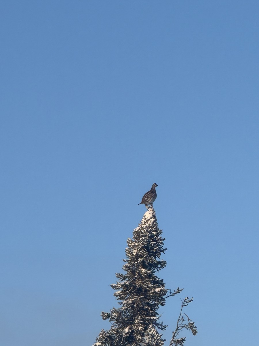 Ruffed Grouse - ML627676436