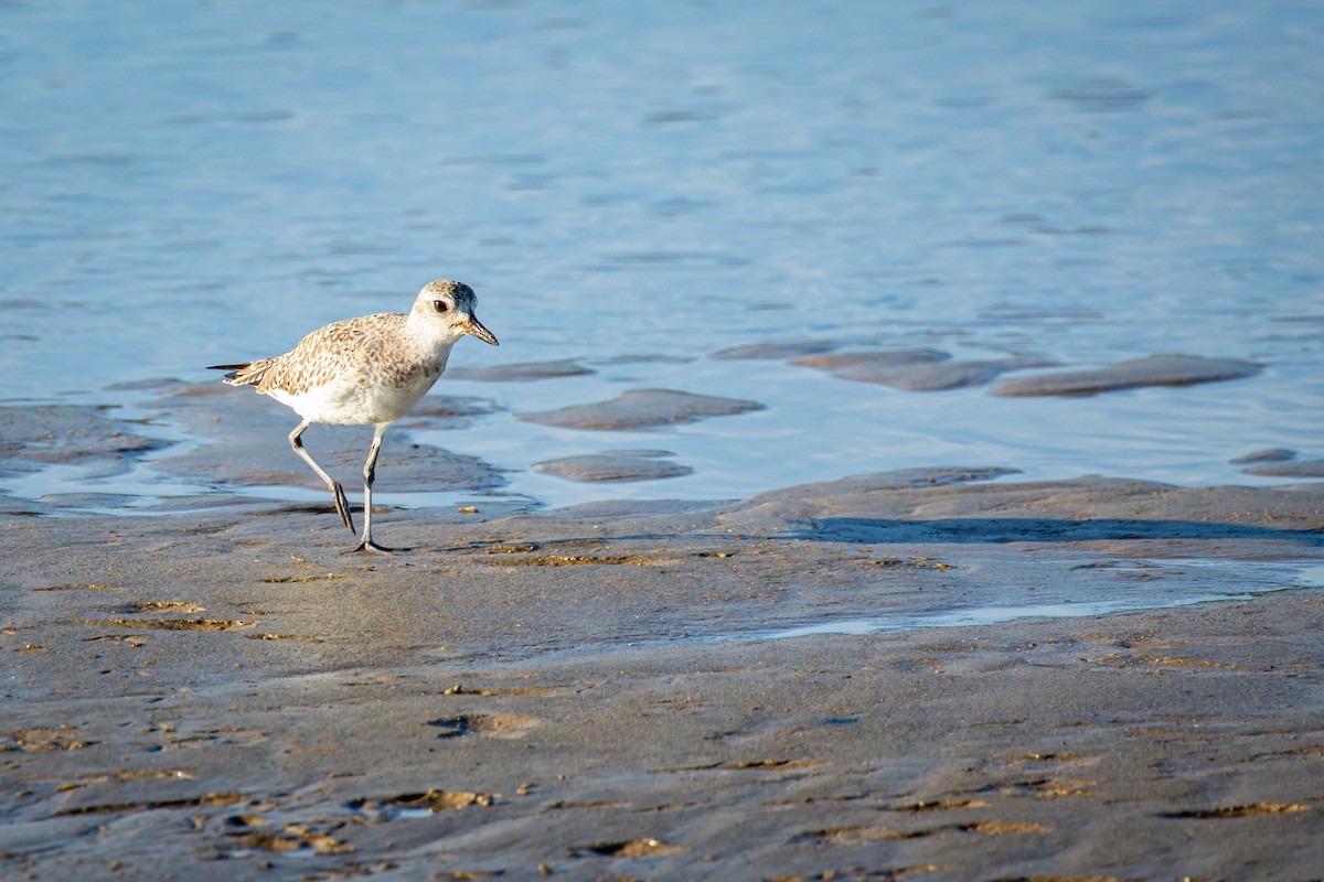 Black-bellied Plover - ML627676453