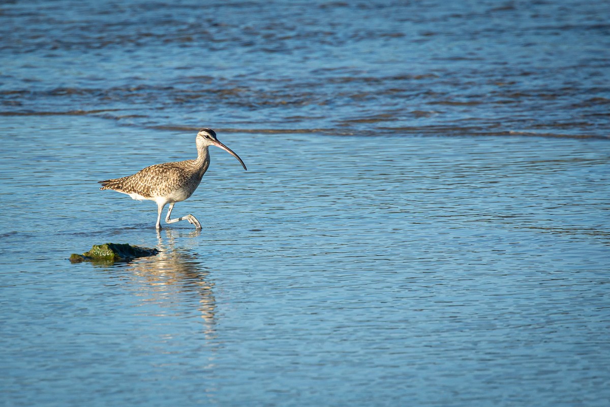 Whimbrel - ML627676460