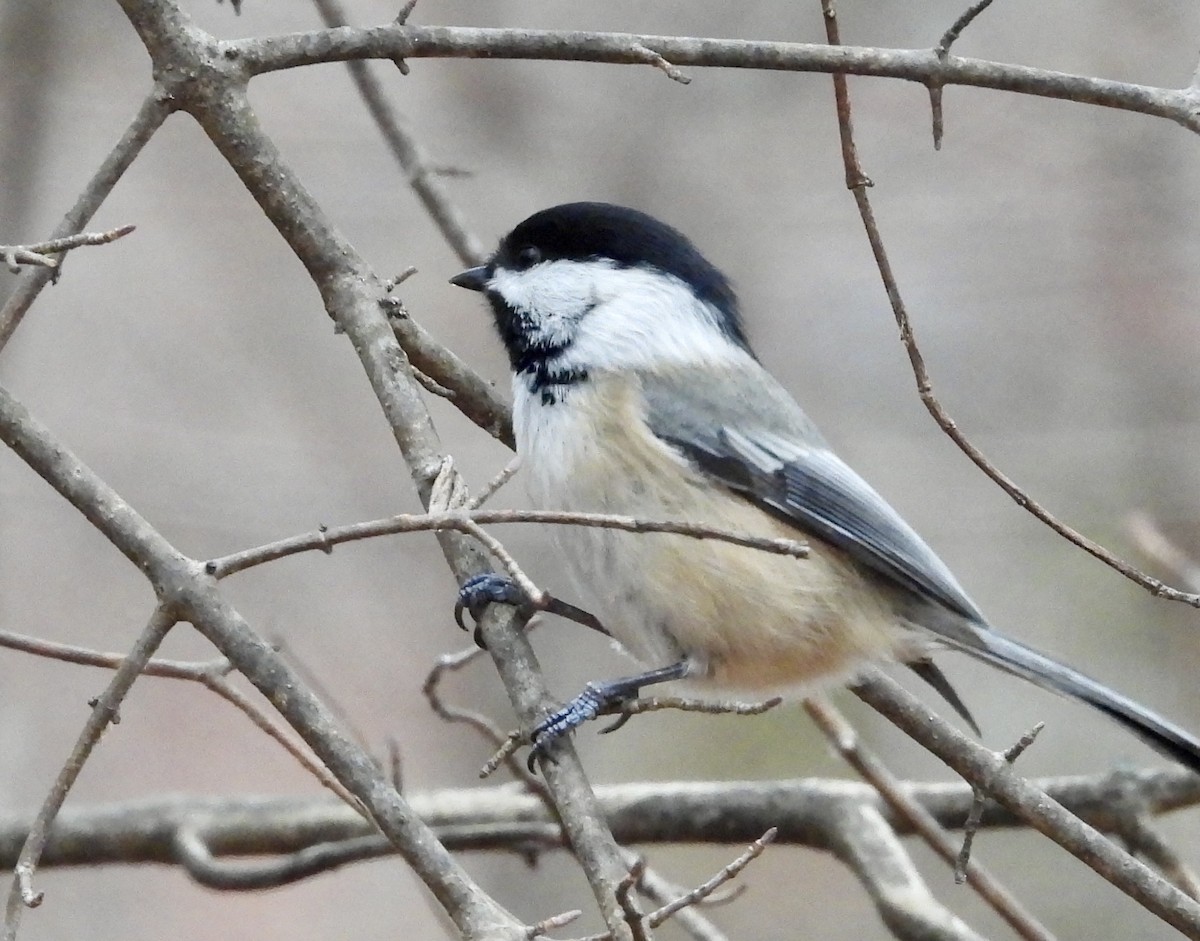 Black-capped Chickadee - ML627676484