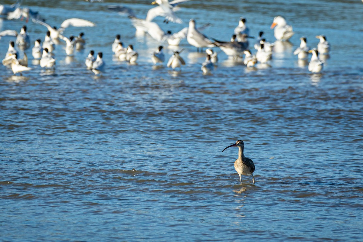 Whimbrel - ML627676488