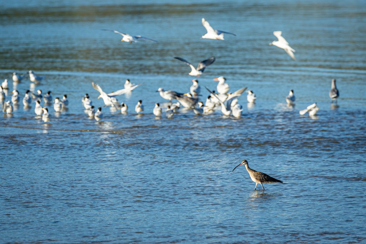 Whimbrel - ML627676489