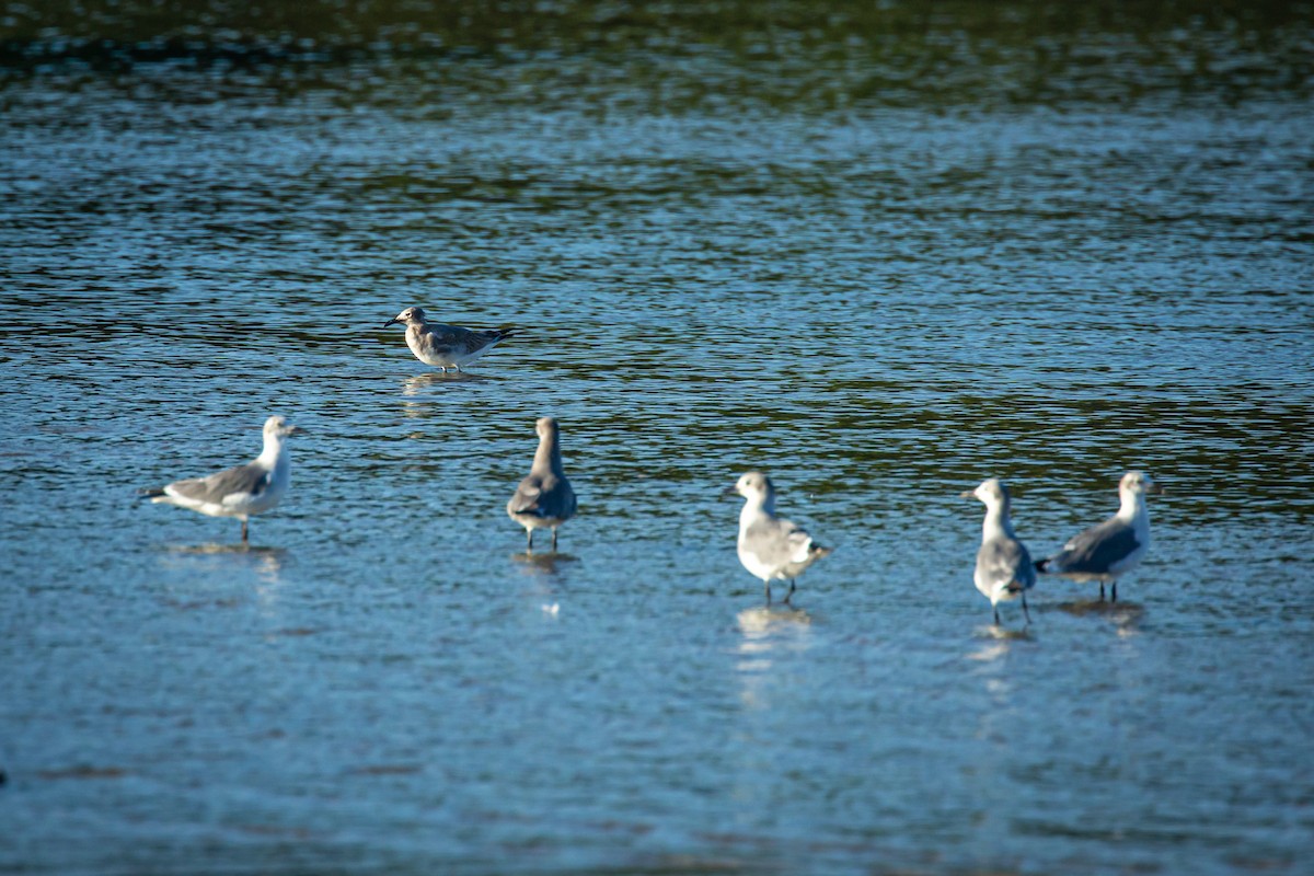 Laughing Gull - ML627676506