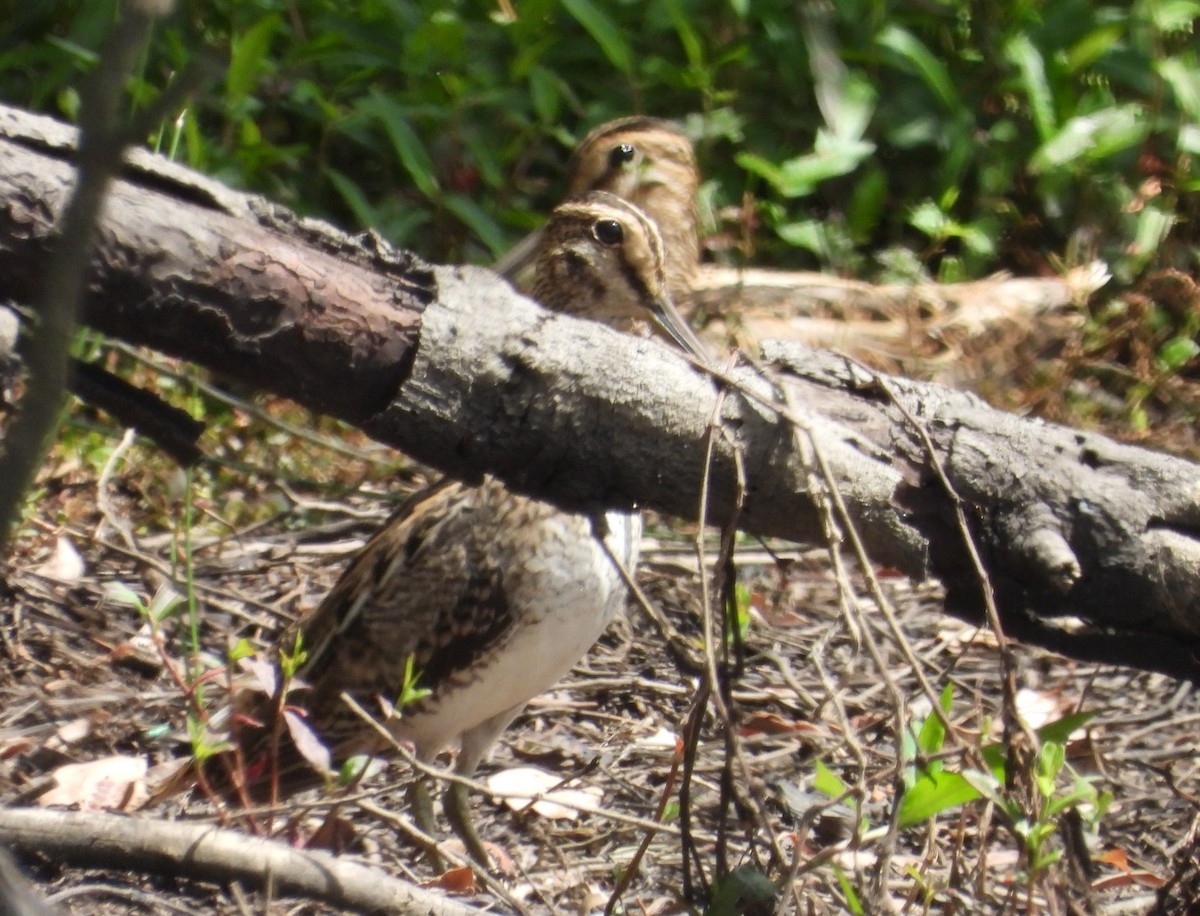 Latham's Snipe - ML627676527