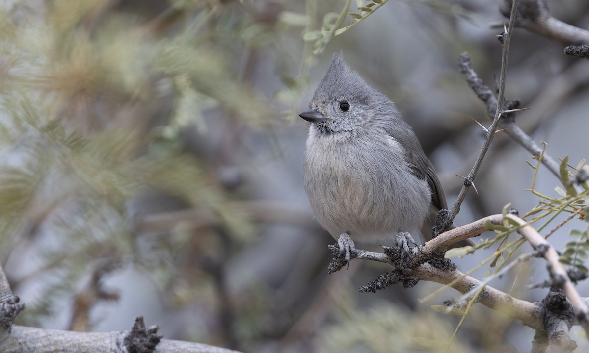 Wacholdermeise - ML627676563