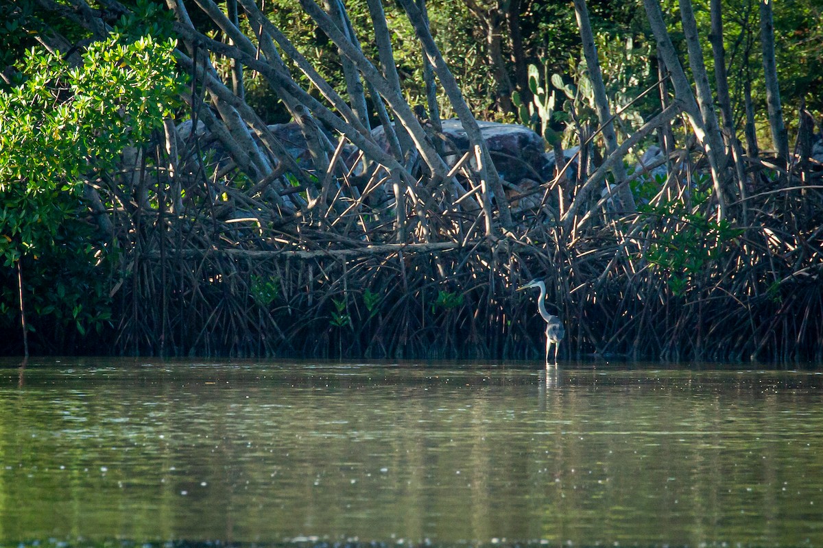 Great Blue Heron - ML627676570