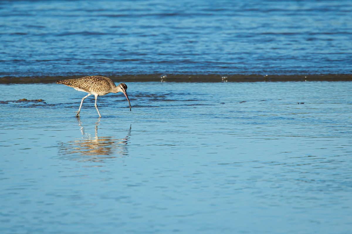 Whimbrel - ML627676590