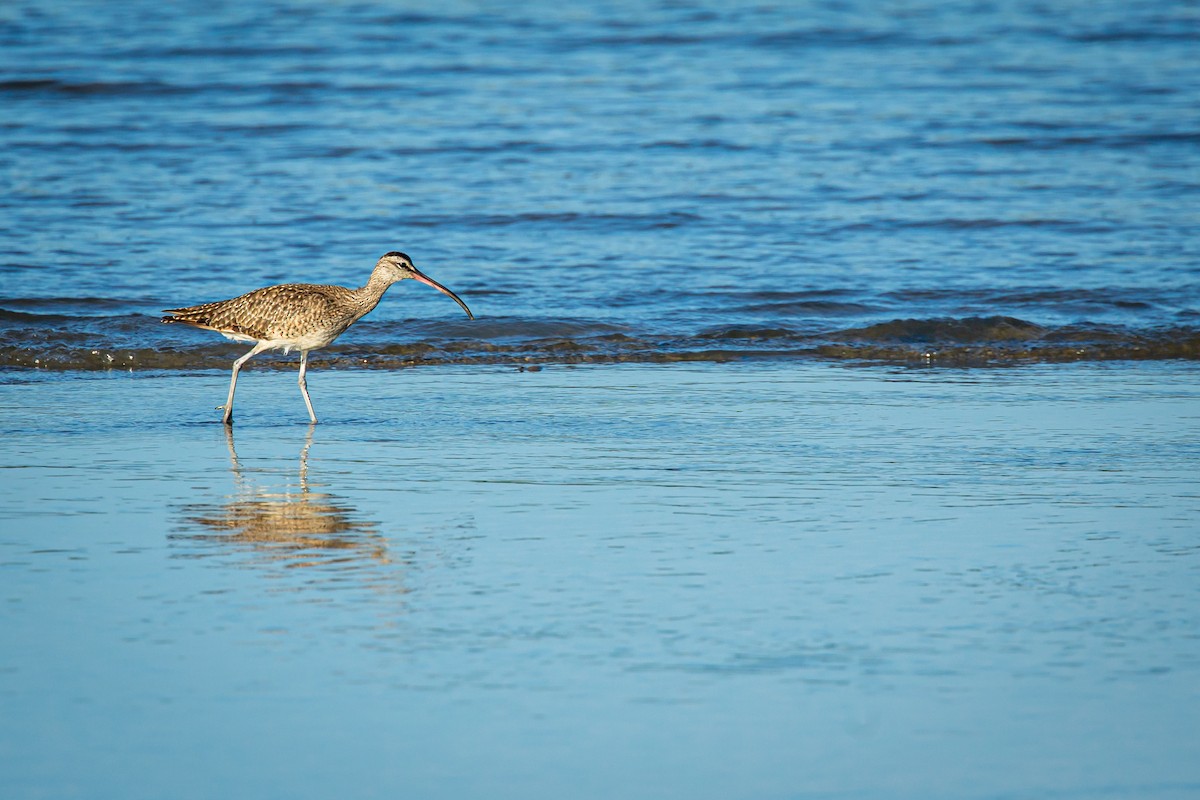 Whimbrel - ML627676591