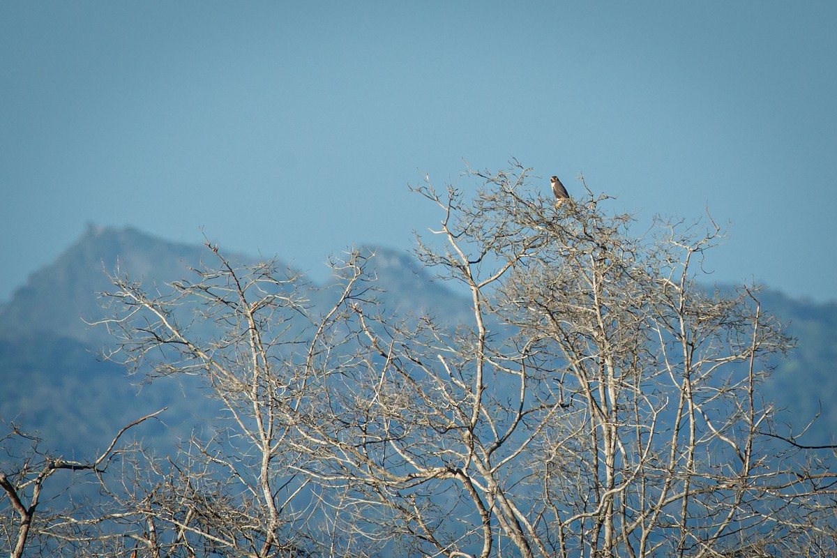 Aplomado Falcon - ML627676608