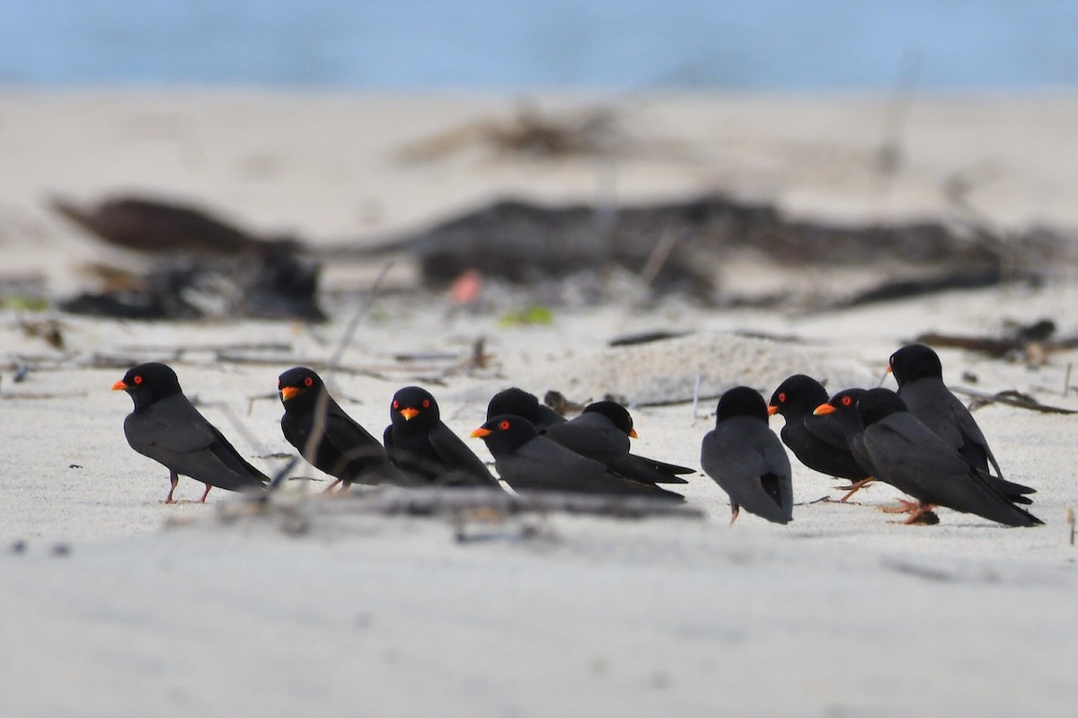 African River Martin - ML627676612