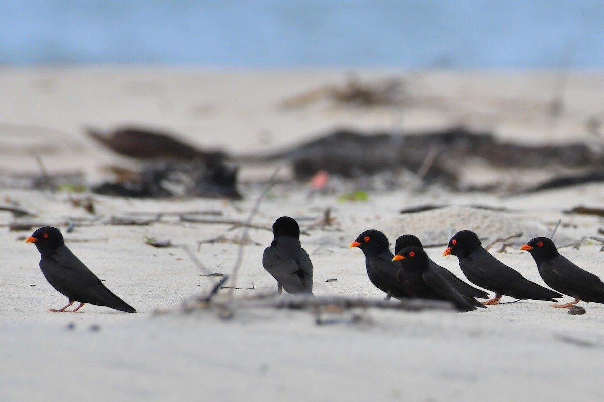 African River Martin - ML627676626