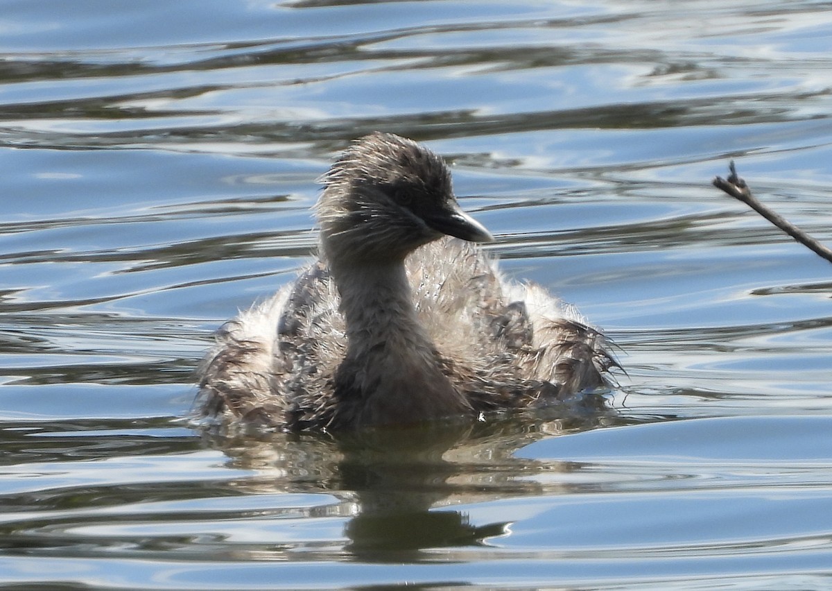 Hoary-headed Grebe - ML627676628