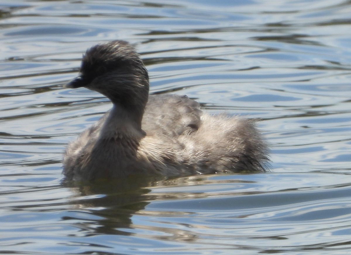 Hoary-headed Grebe - ML627676629