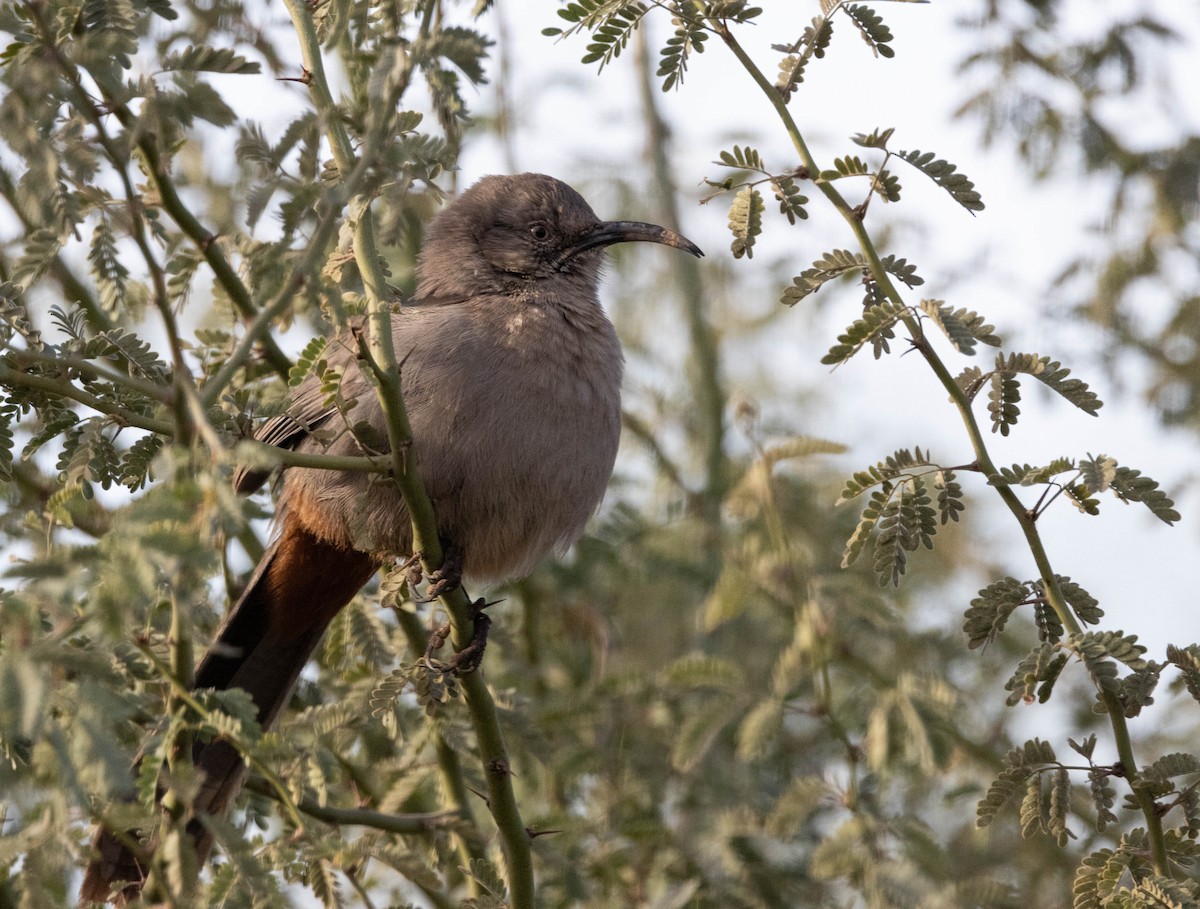 Crissal Thrasher - ML627677114