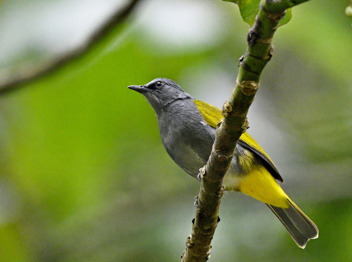 Gray-bellied Bulbul - ML627677130