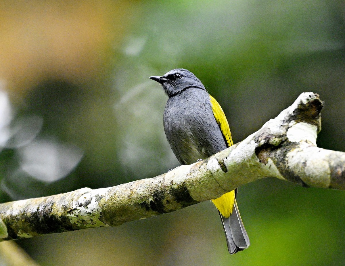 Gray-bellied Bulbul - ML627677131