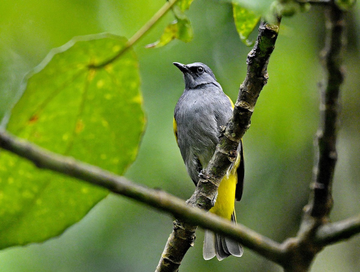 Gray-bellied Bulbul - ML627677132