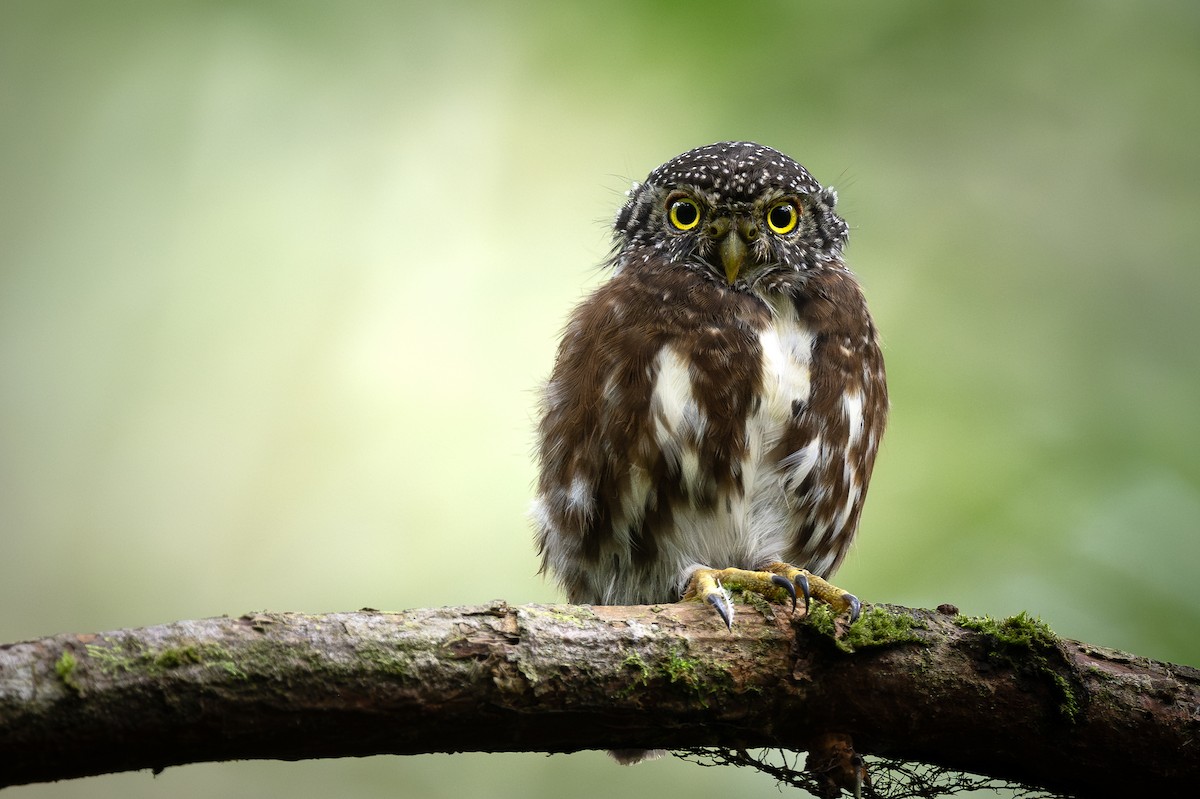 Sunda Owlet - ML627677318