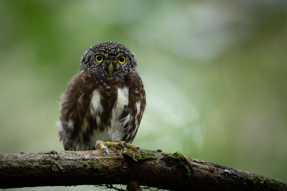 Sunda Owlet - ML627677320